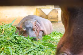 Loạt ảnh siêu đáng yêu của hà mã baby tại vườn thú Hà Nội