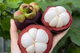 'Nữ hoàng trái cây' măng cụt có lợi thế nào cho sức khỏe?