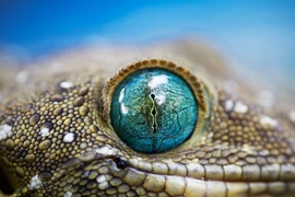 Cận cảnh những 'đôi mắt thần' kỳ diệu trong giới tự nhiên