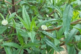 Người đàn ông suy kiệt vì tự điều trị suy thận theo MXH