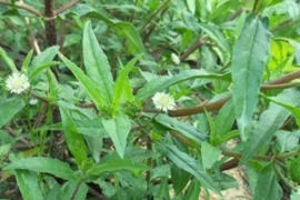 Người đàn ông suy kiệt vì tự điều trị suy thận theo MXH