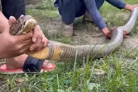 Tóm sống 'quái thú' ẩn nấp ở nơi không ngờ trong nhà