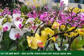 Hoa lan xuống phố ngày cận Tết, giá bán gấp đôi vẫn đắt hàng