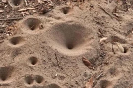 'Sát thủ' vùi sâu dưới cát, ác mộng kinh hoàng của loài kiến