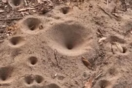 'Sát thủ' vùi sâu dưới cát, ác mộng kinh hoàng của loài kiến