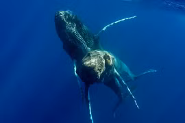 Phát hiện mới về loài cá voi lưng gù khiến chuyên gia bất ngờ