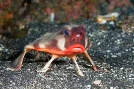 Loài cá sở hữu bờ môi quyến rũ nhất hành tinh, nhìn là mê đắm 