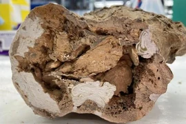 Phát hiện vật liệu có thể “hồi sinh” khủng long, chuyên gia Việt giải mã 