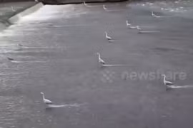 Ấn tượng khoảnh khắc đàn diệc "dàn đội hình" săn cá trên sông 