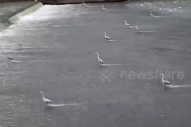 Ấn tượng khoảnh khắc đàn diệc "dàn đội hình" săn cá trên sông 