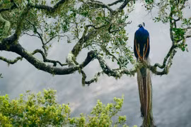  Người sinh 3 tháng âm lịch này, tính tình ngay thẳng, cuộc sống an vui