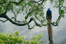  Người sinh 3 tháng âm lịch này, tính tình ngay thẳng, cuộc sống an vui