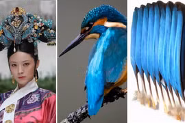 Sự thật nhuốm máu đằng sau vẻ đẹp xa hoa 