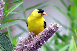 3 con giáp bá đạo, như nam châm thu hút sự yêu mến, biến vận rủi thành cơ may