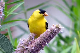 3 con giáp bá đạo, như nam châm thu hút sự yêu mến, biến vận rủi thành cơ may