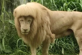 Sư tử ở sở thú Quảng Châu có kiểu “tóc” kỳ quái, sở thú nói gì?