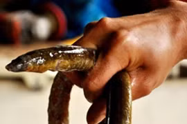 Loài cá đặc sản nhìn như “thủy quái”, 700.000/kg đi săn kiếm tiền triệu/ngày