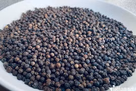 Bán gần 45.500 tấn ‘vàng đen’ sang Mỹ, Việt Nam thu về 222 triệu USD