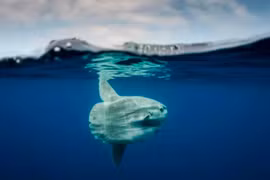 Đoạn video hiếm có về cá thái dương