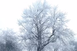 Sáng nay băng phủ trắng xóa trên đường lên đỉnh Fansipan