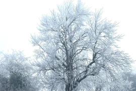 Sáng nay băng phủ trắng xóa trên đường lên đỉnh Fansipan