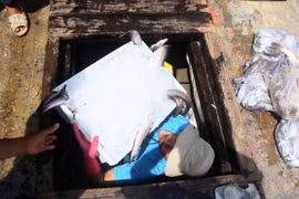 Ngư dân miền Trung gác chèo, treo lưới vì bão giá xăng dầu