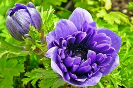 Người sinh ngày Âm lịch này được quý nhân phù trợ, tương lai thuận buồm xuôi gió