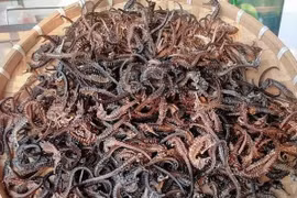 Loài cá tí hon được coi là “thần dược”, giá hàng chục triệu đồng/kg