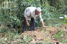 Kỳ 4 (kỳ cuối): “Thần hổ xám ở Thanh Hóa“: Cái chết của thần hổ