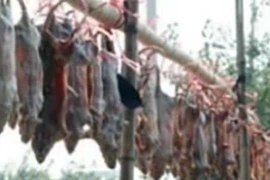 Loài hôi hám ngoài đồng giờ thành đặc sản giá 300.000 đồng/kg