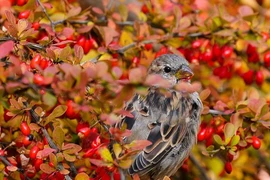 Lòng tốt được đền đáp, 3 con giáp vững vàng, tiền bạc không thiếu