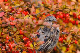 Lòng tốt được đền đáp, 3 con giáp vững vàng, tiền bạc không thiếu