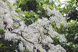 Hà Nội đẹp tinh khôi trong sắc trắng hoa sưa