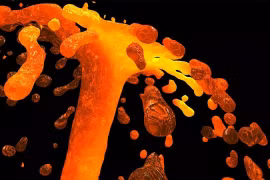 Sự ấm lên toàn cầu từng gây ra vụ tuyệt chủng lớn nhất trên Trái Đất