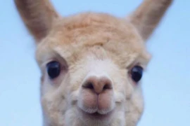 Nuôi loài suýt tuyệt chủng để lấy lông, bán 1kg thu chục triệu