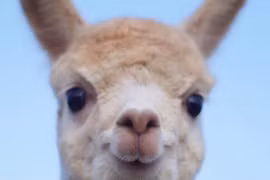 Nuôi loài suýt tuyệt chủng để lấy lông, bán 1kg thu chục triệu