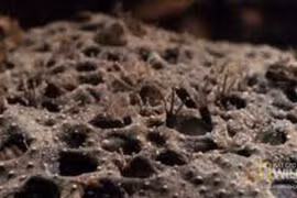  Loài động vật có cách sinh sản kỳ lạ nhất thế giới: Sinh con bằng lưng