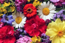 Sinh vào 6 ngày Âm lịch, hưởng trọn lộc trời, càng về già càng có phúc