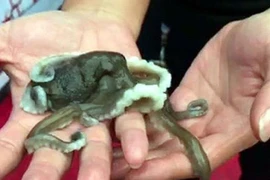 Quảng Ninh có loại hải sản xưa ít người ăn, nay bán 800.000 đồng/kg