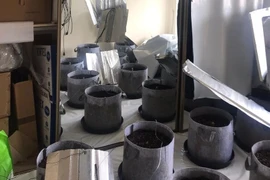  Chủ nhà sốc nặng phát hiện khách thuê trồng cần sa trong nhà