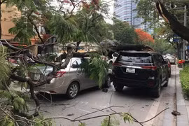 Cây phượng già bị gãy, đè lõm đuôi ô tô trên phố Hà Nội
