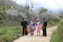 Thiếu nữ khoe sắc bên thiên đường hoa mận trắng xứ Nghệ đẹp như tranh