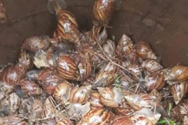 Loại ốc vừa trơn vừa nhớt trước không ai dám ăn, giờ là đặc sản 