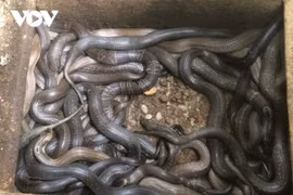 “Năm cọp” về thăm mô hình nuôi rắn hổ