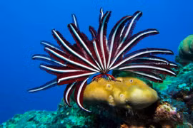 Chiêm ngưỡng những loài sinh vật đẹp nhất đại dương 