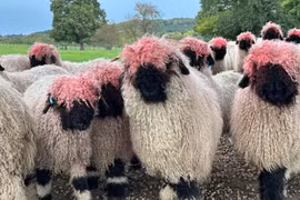 Diện mạo mới của bầy cừu sau khi cọ đầu vào sơn đỏ