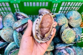 Bào ngư Bích Hổ - món chỉ dành cho nhà giàu, nay giảm giá mạnh 