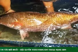 Loài cá có ở Việt Nam được cả thế giới săn đón, chứa một thứ quý như vàng