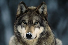 Bỏ 1 triệu mua chó cưng, bối rối vì càng nuôi càng thấy kỳ lạ