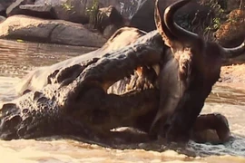 Video: Cá sấu ra đòn chớp nhoáng, hạ sát linh dương đầu bò